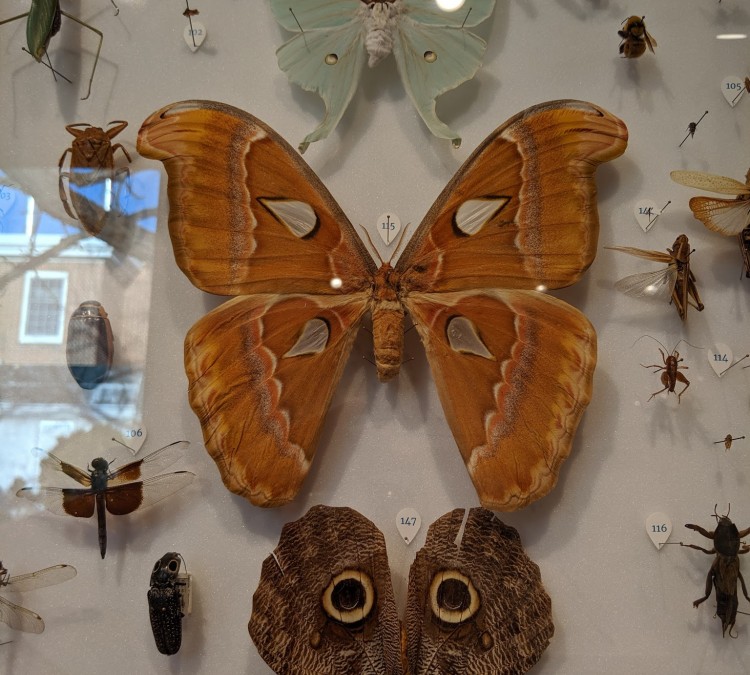 Frost Entomological Museum (University&nbspPark,&nbspPA)
